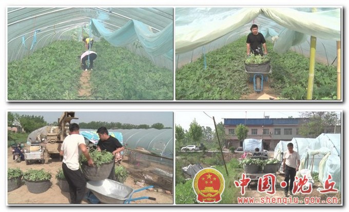 【2021-5-3】订单西瓜获丰收 瓜农个个乐开怀 (3).jpg