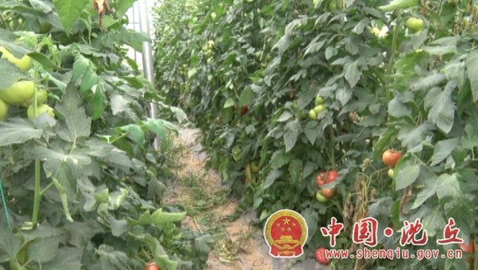 【2021-5-31】【乡村振兴村村行】肖门村：小小西红柿 映红乡村振兴路 (5).jpg