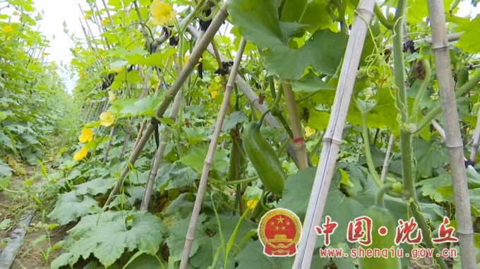党员为咱办实事 五县联动——群众贴心人沈丘黄玉中“美颜”乡村三十载.mp4_20210623_152121.572.jpg