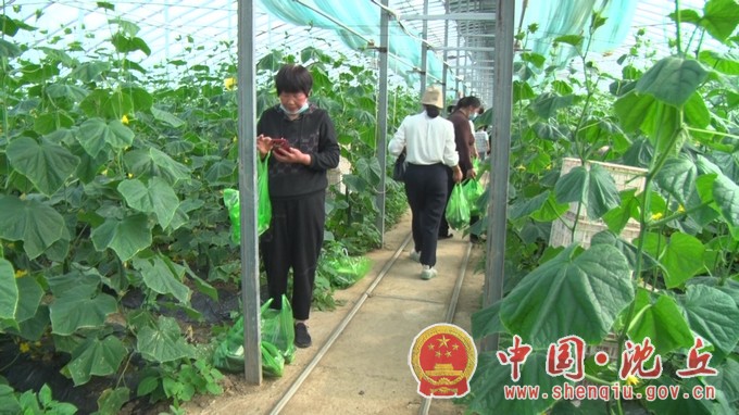 【2022-4-25】县乡村振兴局联合中国人寿沈丘支公司开展爱心助农采摘半日游活 (2).jpg