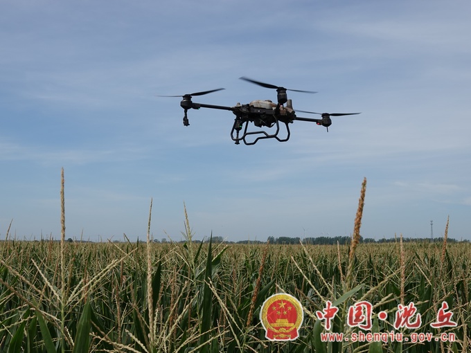 【2022-8-16】周营镇：无人机助力秋粮高产丰收 (3).jpg