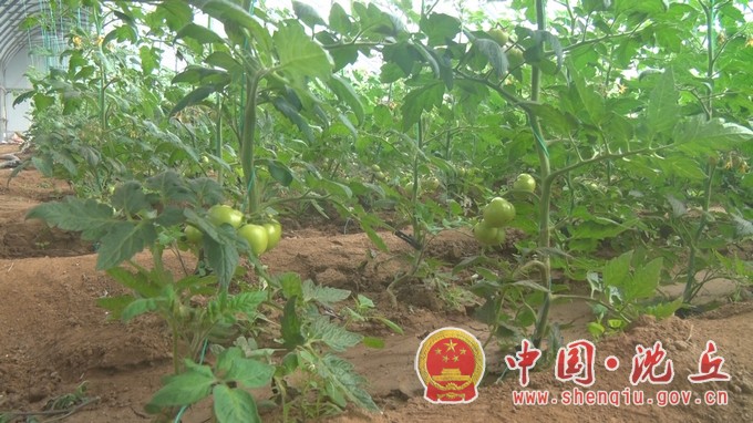 【2023-2-17】人勤春来早 大棚栽苗忙（2）.jpg