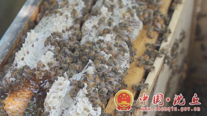 养蜂铺就“甜蜜”致富路.mp4_20230630_160446.843.jpg