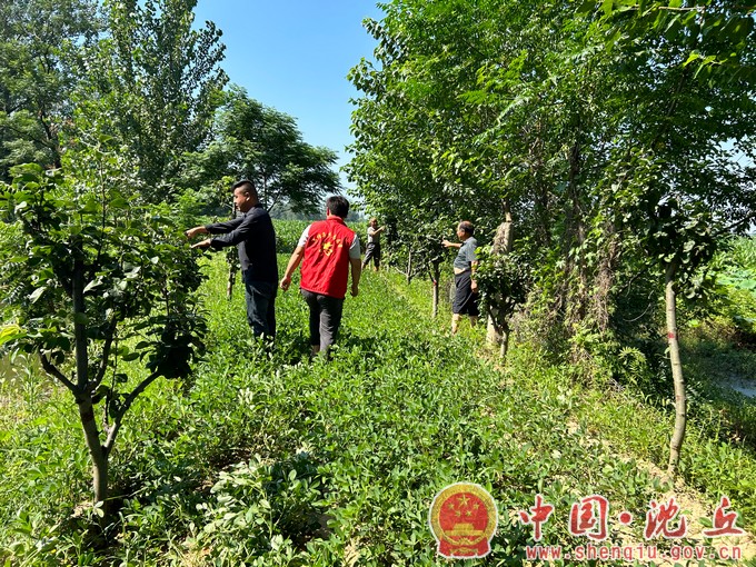 石槽集乡小王营村：“一村万树”种出好“丰”景（1）.jpg