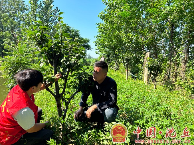 石槽集乡小王营村：“一村万树”种出好“丰”景（2）.jpg