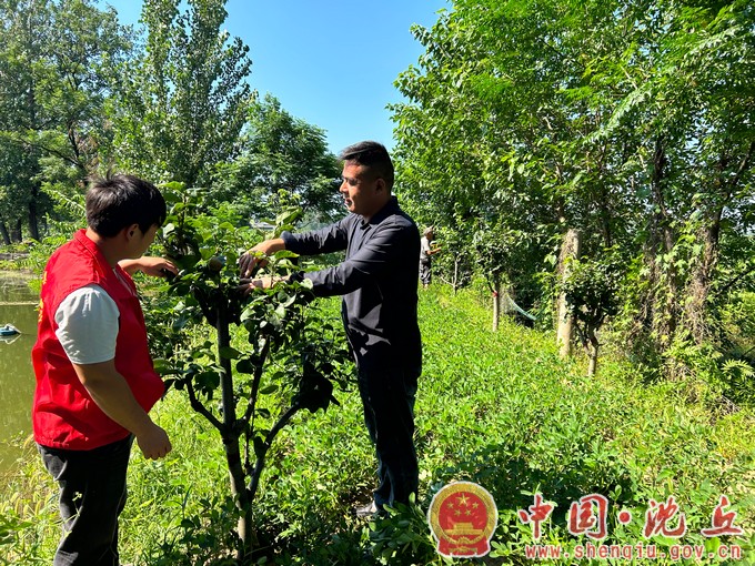 石槽集乡小王营村：“一村万树”种出好“丰”景（3）.jpg