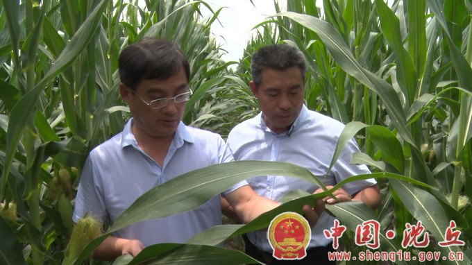 【2023-8-9】农技专家田间“把脉” 秋粮丰收有保障（2）.jpg