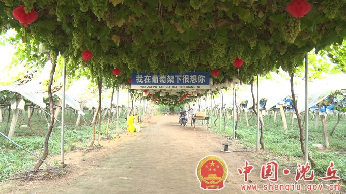 【2023-8-11】沈丘：葡萄丰收香满园 “串”起幸福颜（1）.jpg