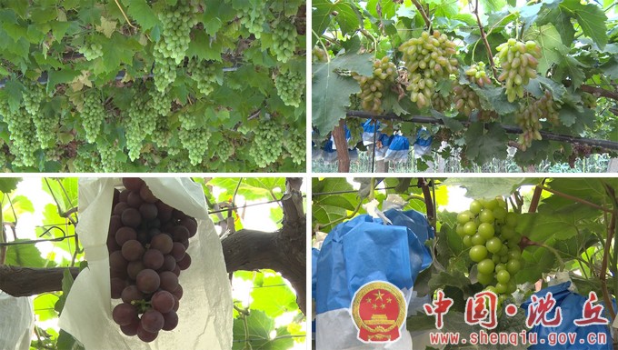 【2023-8-11】沈丘：葡萄丰收香满园 “串”起幸福颜（2）.jpg