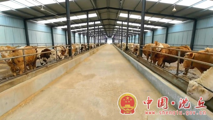 沈丘：发展特色产业 助力乡村兴 (2).mp4_20230918_112541.926.jpg