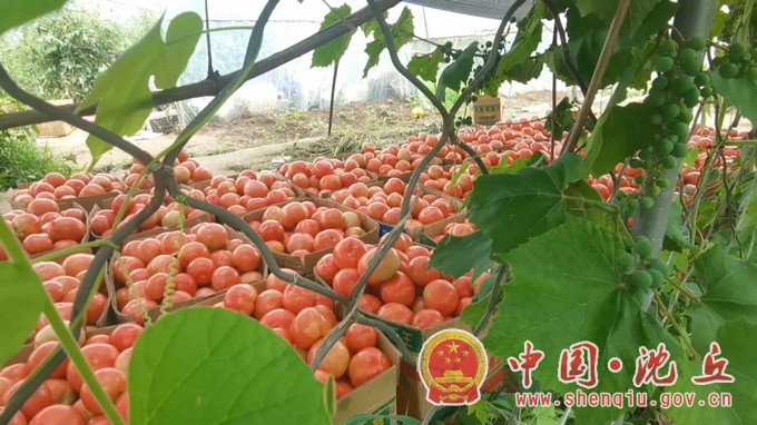 沈丘：发展特色产业 助力乡村兴 (2).mp4_20230918_112624.174.jpg