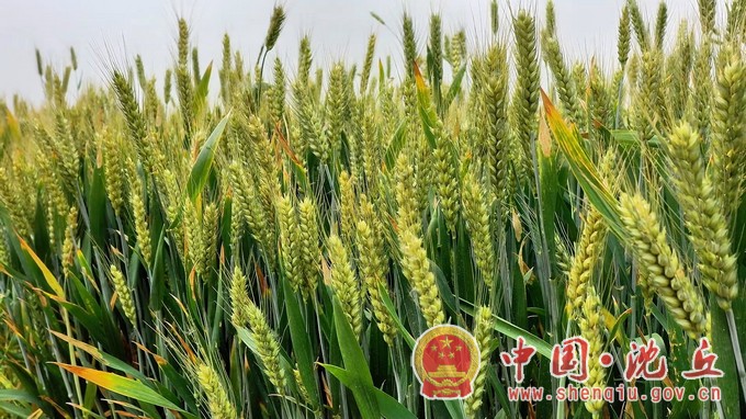 沈丘：做好最后“冲刺” 夺取夏粮丰收.mp4_20240513_100645.013.JPG