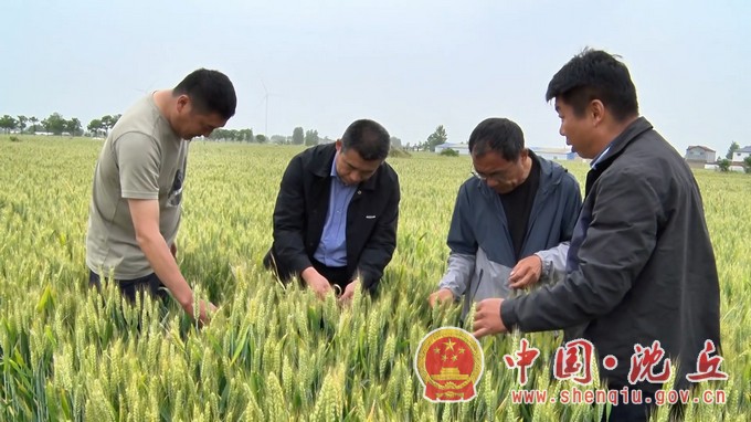 沈丘：做好最后“冲刺” 夺取夏粮丰收.mp4_20240513_100503.294.JPG