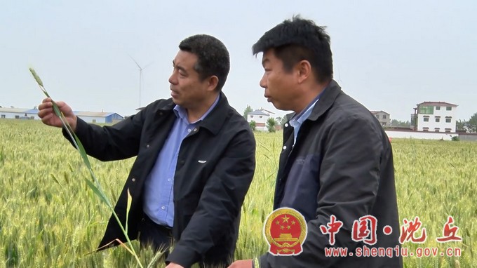 沈丘：做好最后“冲刺” 夺取夏粮丰收.mp4_20240513_100632.309.JPG