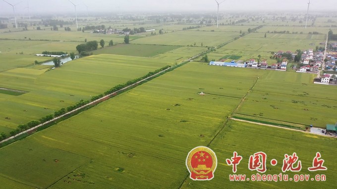 沈丘：做好最后“冲刺” 夺取夏粮丰收.mp4_20240513_100540.877.JPG