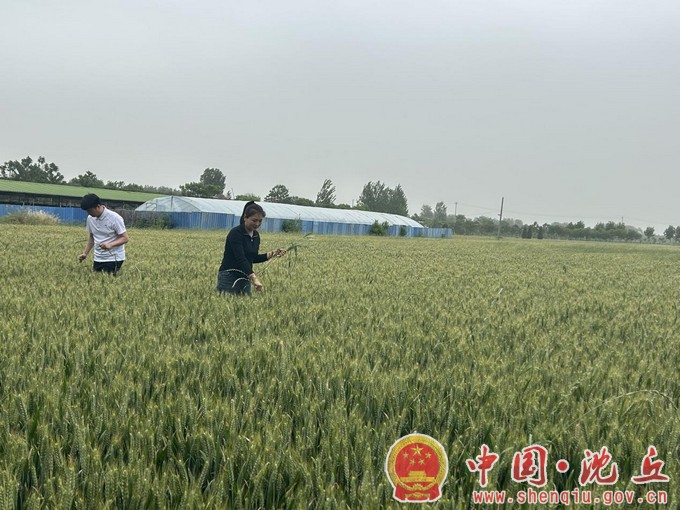 【2024-5-13】新安集镇后期管理“不停歇” 4.2万亩小麦丰收有望（2）.jpg