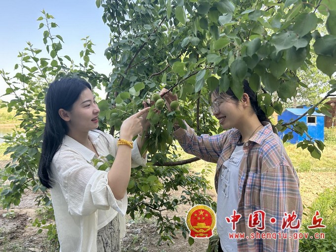 【2024-5-15】石槽集乡小王营村：“一村万树”种出好“钱”景（1）.jpg