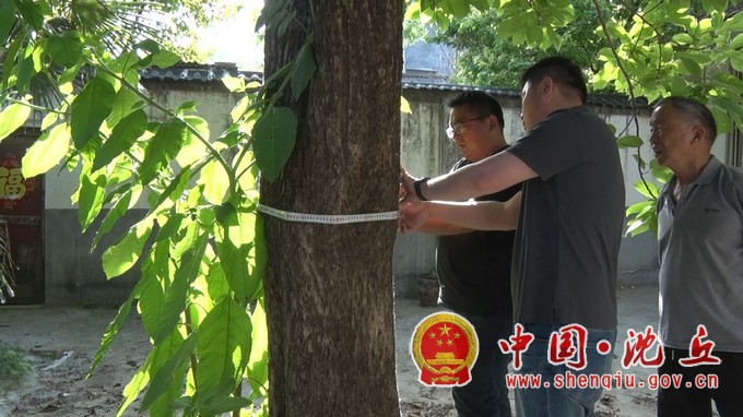【2024-5-15】古树家族又添新成员（2）.jpg