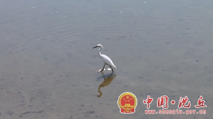 【2024-8-14】刘庄店镇：湿地生态美 翩跹白鹭飞txt (1).JPG