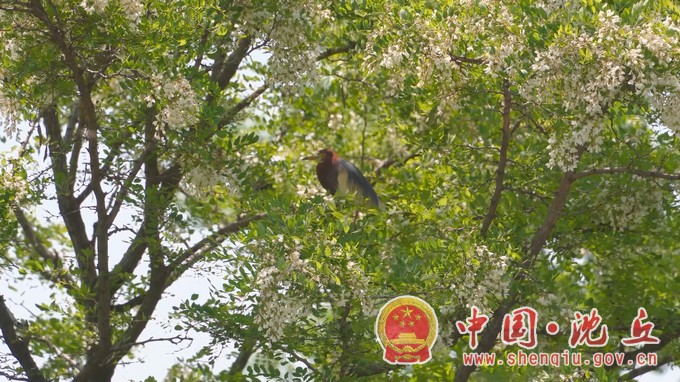 【2024-8-14】刘庄店镇：湿地生态美 翩跹白鹭飞txt (2).JPG