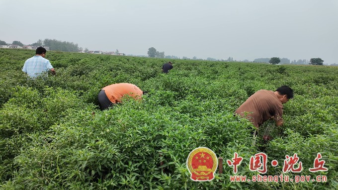 辣椒 (2).jpg