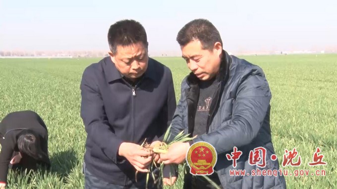 沈丘：县农技专家为小麦春季管理把脉问诊.mp4_20210301_165854.695.jpg