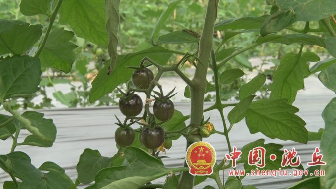 【2021-5-10】西红柿托起乡村振兴致富梦 (2).jpg
