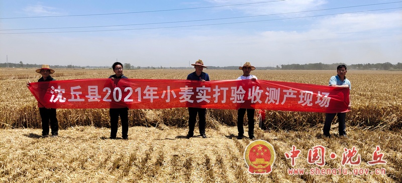 【2021-6-9】我县开展小麦丰收测产 实打检验丰收成果 (2).jpg