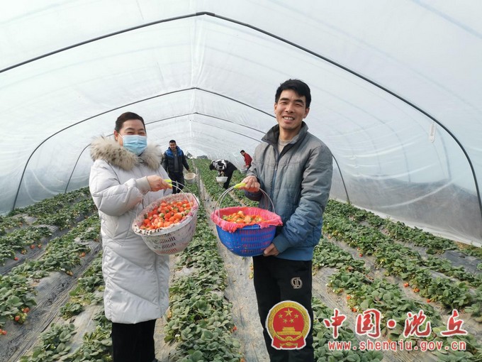 【2022-2-23】石槽集乡：草莓采摘引客来.jpg