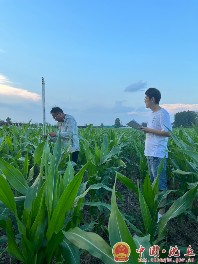 【2023-7-12】沈丘县气象局：深入田间调查 做好气象服务.jpg