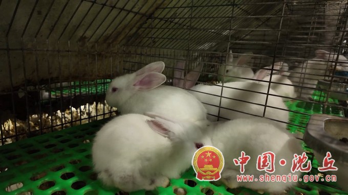 沈丘县：肉兔养殖蹚出乡村振兴“致富路”.mp4_20250929_104627.177.jpg