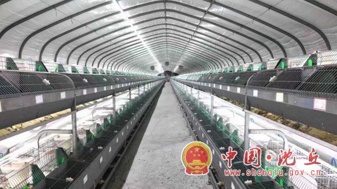 【2025-11-28】沈丘：壮大肉兔产业 赋能乡村振兴（1）.jpg