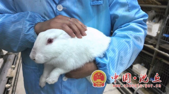 【2025-11-28】沈丘：壮大肉兔产业 赋能乡村振兴（2）.jpg